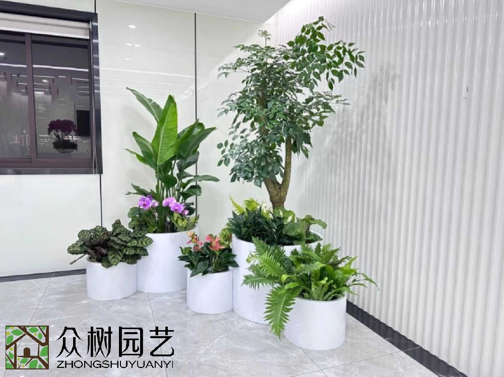 蘇州綠植租賃大揭秘！超詳細(xì)報(bào)價(jià)單，讓你的辦公室綠意盎然又省錢！