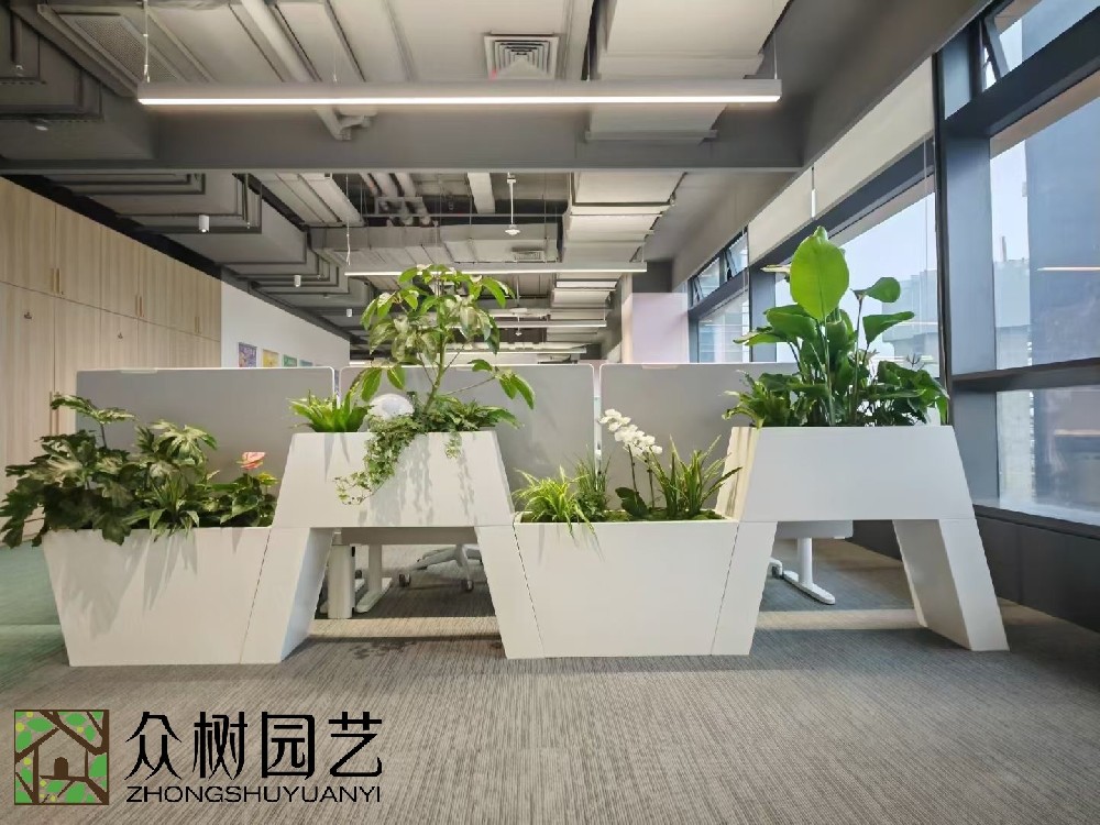 蘇州綠植租賃服務(wù)，打造綠色、健康辦公空間