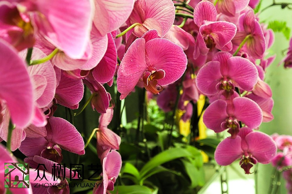 揭秘花卉市場價格：蘇州花卉綠植租擺多少錢？